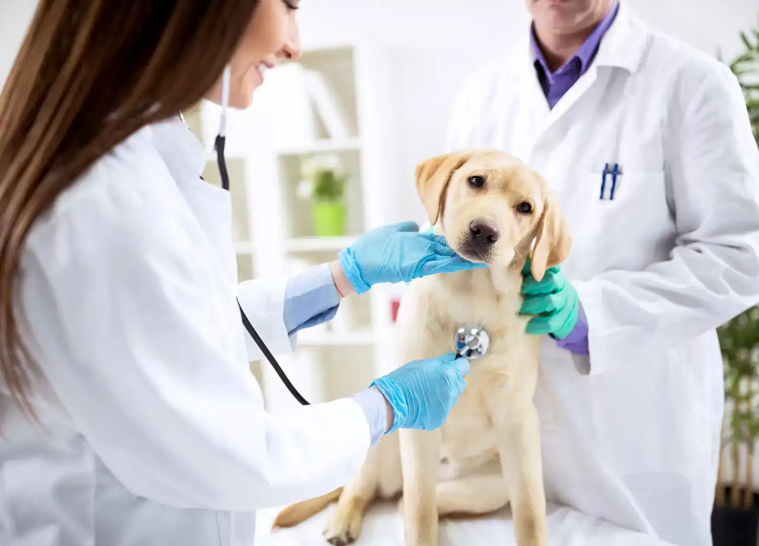pets-and-pet-care-55